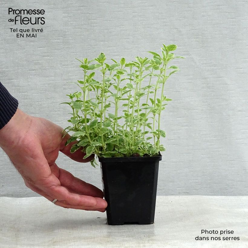 Origano comune Country cream Vasetto da 8/9 cm esemplare consegnato in primavera