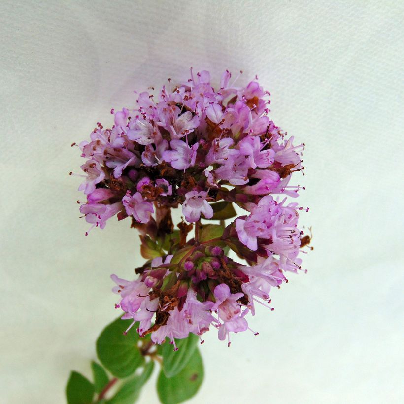 Origano Rosenkuppel (Fioritura)