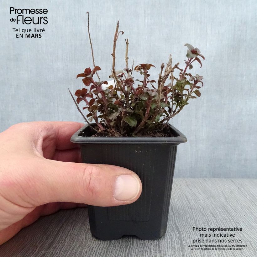 Origano Herrenhausen Vasetto da 8/9 cm esemplare consegnato in primavera