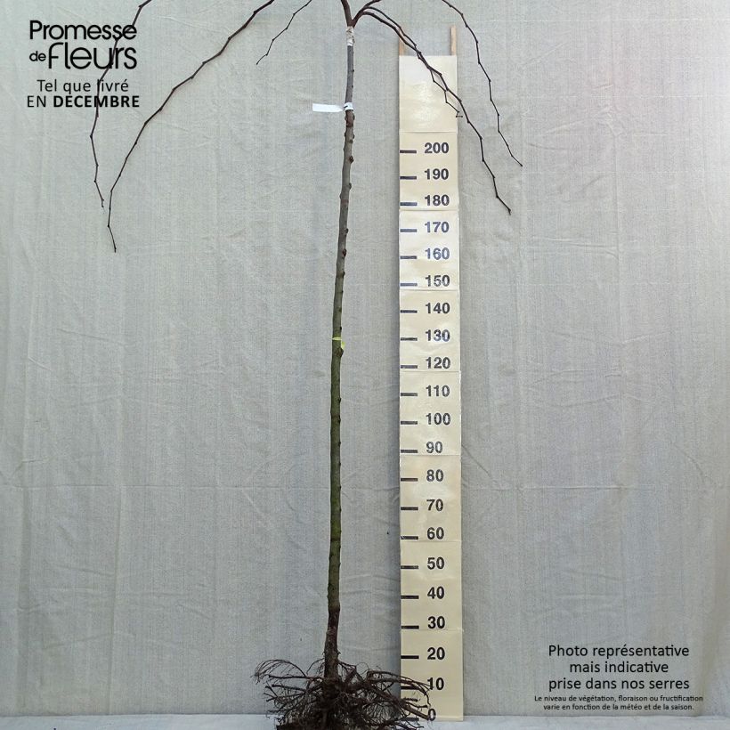 Ulmus glabra Pendula = horizontalis - Olmo di montagna Piante grandi a radice nuda esemplare consegnato in inverno