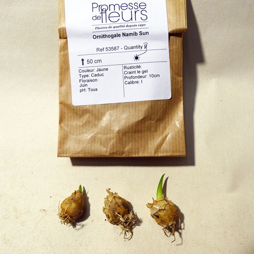 Esempio di esemplare Ornithogalum Namib Sun Bulbo taglia 5+ come consegnato