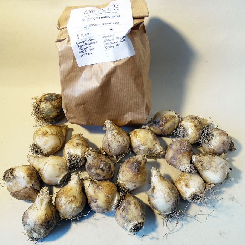 Esempio di esemplare Ornithogalum narbonense - Latte di gallina spigato Bulbo taglia 12+ come consegnato