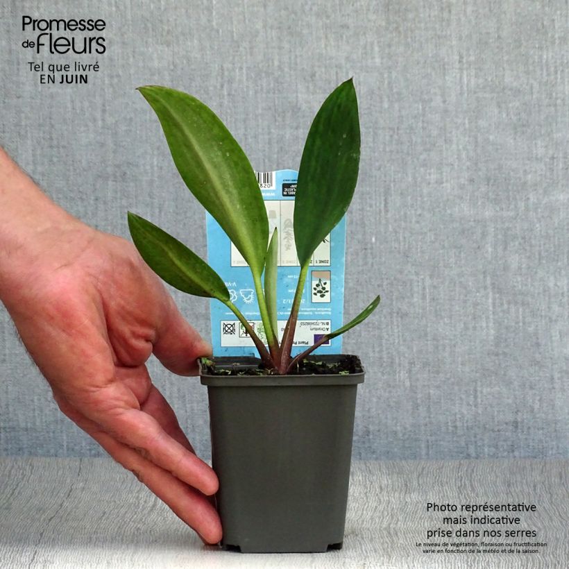 Esemplare di Orontium aquaticum - Clava d'oro Vasetto da 8/9 cm consegnato in estate