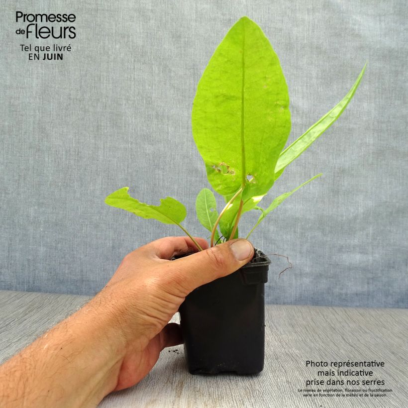 Esemplare di Rumex patientia Bio - Erba pazienza Vasetto da 8/9 cm consegnato in estate