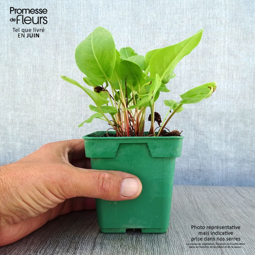 Esemplare di Rumex scutatus (piante) - Romice scudato Vaso da Ø 10 cm/11 cm consegnato in estate