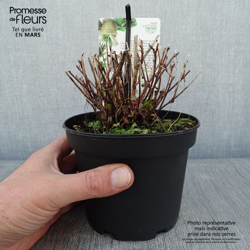 Rumex scutatus (piante) - Romice scudato Vaso da 1,5L/2L esemplare consegnato in inverno