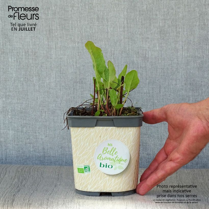 Esemplare di Rumex scutatus - Romice scudato Vaso da 1L/1,5L consegnato in estate