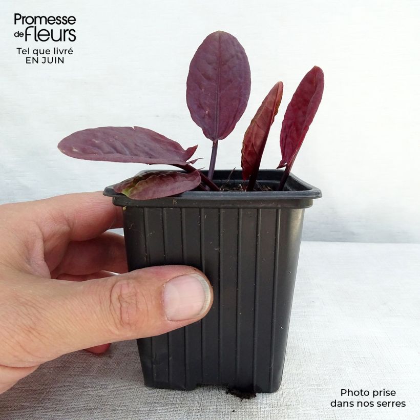 Esemplare di Rumex scutatus Purpurea - Romice scudato Vasetto da 8/9 cm consegnato in estate