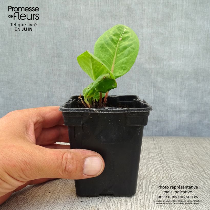 Esemplare di Acetosa - Rumex arifolius Vasetto da 8/9 cm consegnato in estate