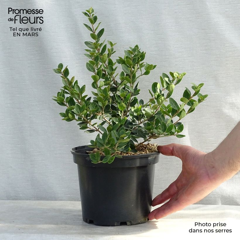 Osmanthus delavayi Heaven Scent - Osmanto Vaso da 1L/1,5L esemplare consegnato in primavera