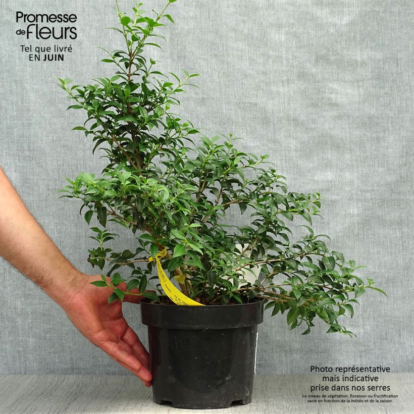 Esemplare di Osmanthus burkwoodii - Osmanto di Burkwood Vaso da 2L/3L consegnato in estate