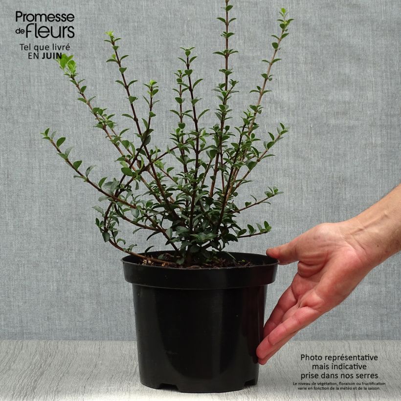 Esemplare di Osmanthus delavayi - Osmanto Vaso da 2L/3L consegnato in estate