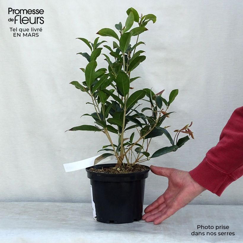Osmanthus fragrans - Osmanto odoroso Vaso da 2L/3L esemplare consegnato in primavera