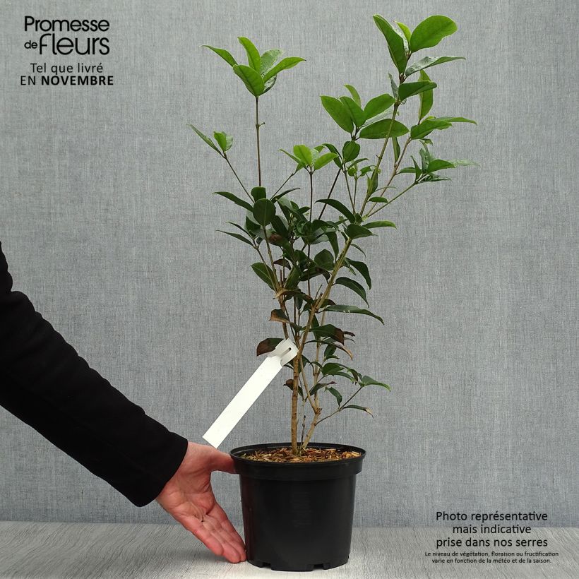 Esemplare di Osmanthus fragrans - Osmanto odoroso Vaso da 2L/3L come consegnato in autunno