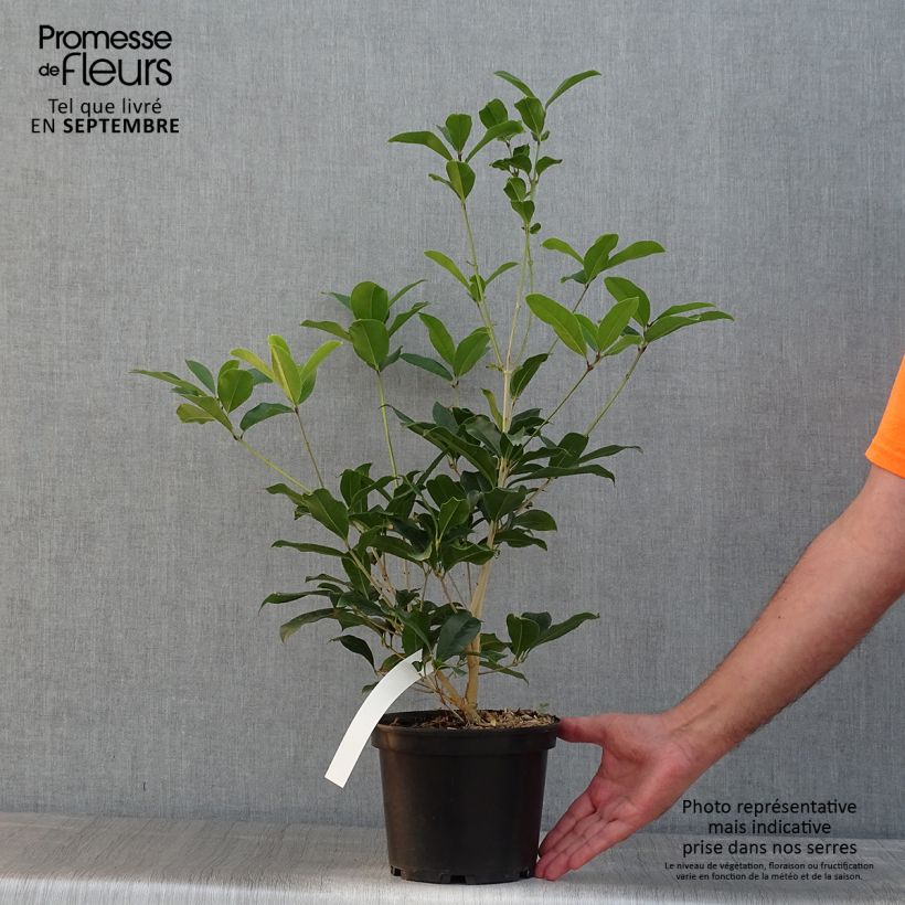 Esemplare di Osmanthus fragrans var. aurantiacus - Osmanto Vaso da 2L/3L consegnato in estate