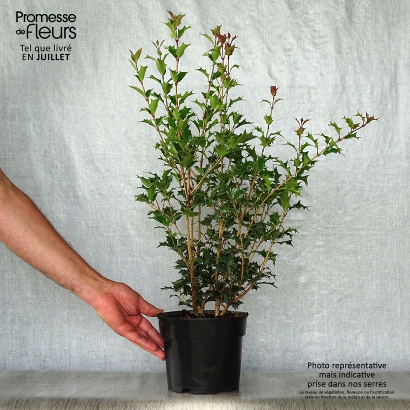 Esemplare di Osmanthus heterophyllus Gulftide - Osmanto Vaso da 2L/3L consegnato in estate