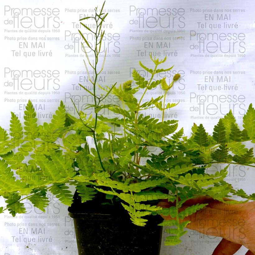 Esempio di esemplare Osmunda cinnamonea Vasetto da 8/9 cm come consegnato