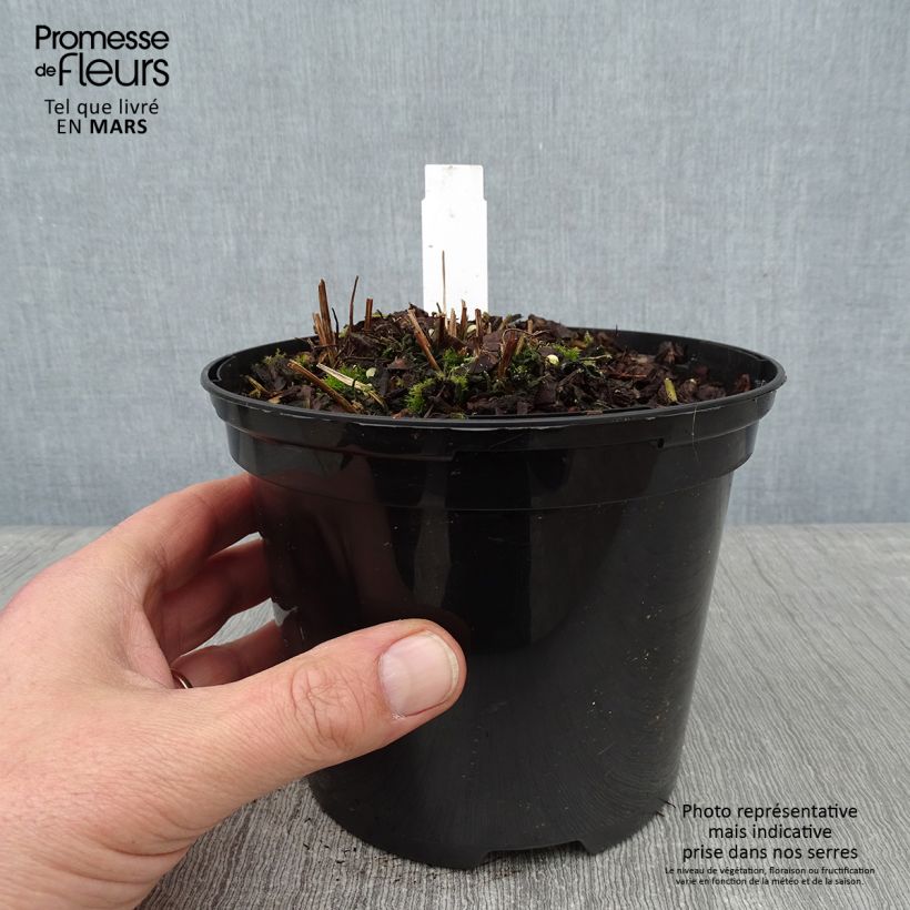 Osmunda claytoniana Vaso da 2L/3L esemplare consegnato in inverno