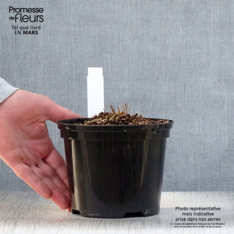 Osmunda claytoniana Vaso da 2L/3L esemplare consegnato in primavera