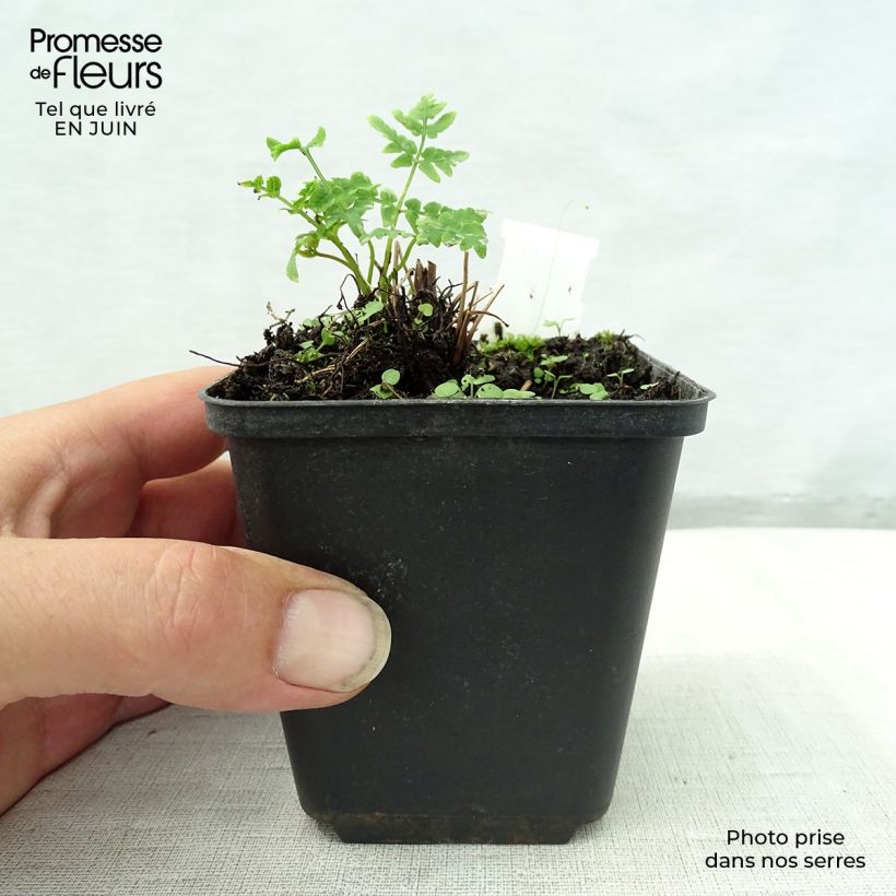 Esemplare di Osmunda japonica Vasetto da 8/9 cm consegnato in estate