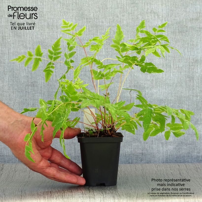 Esemplare di Osmunda regalis Purpurascens - Felce regale Vasetto da 8/9 cm consegnato in estate