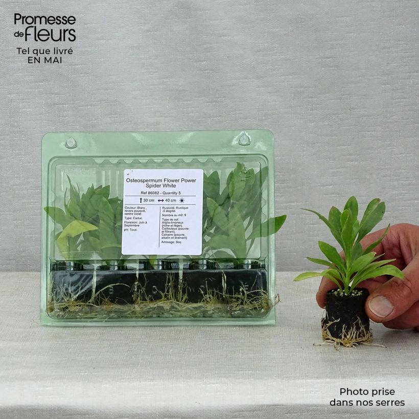 Osteospermum Flower Power Spider White mini zolla... esemplare consegnato in primavera