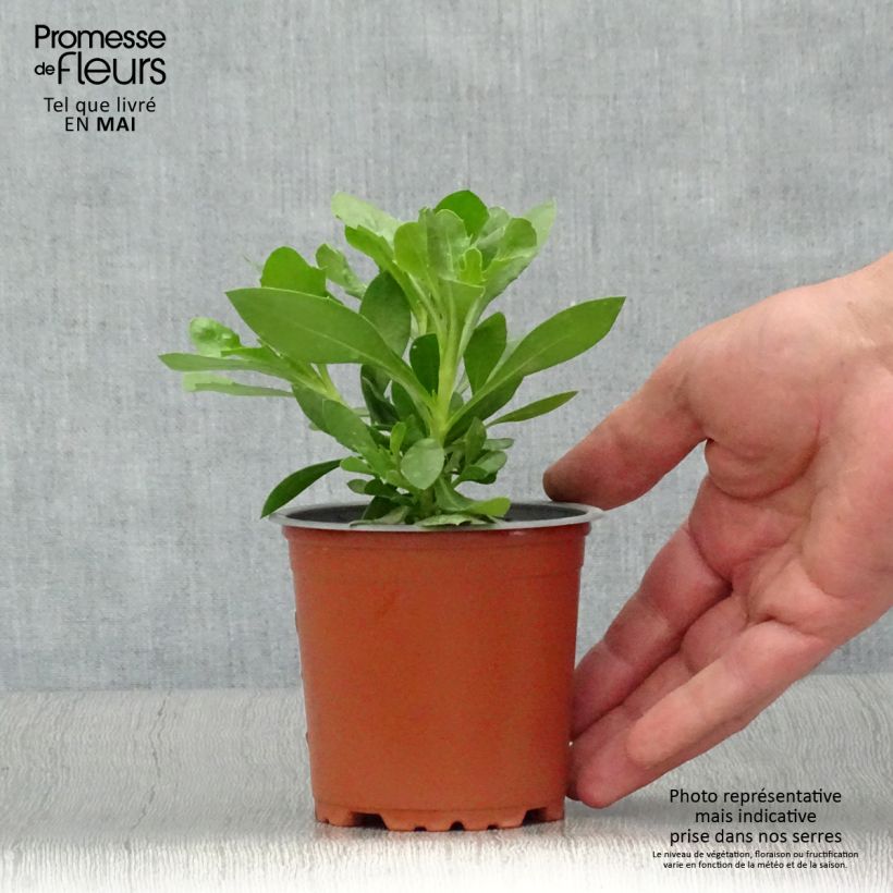 Osteospermum Summersmile Cream Vaso da Ø 10 cm/11 cm esemplare consegnato in primavera