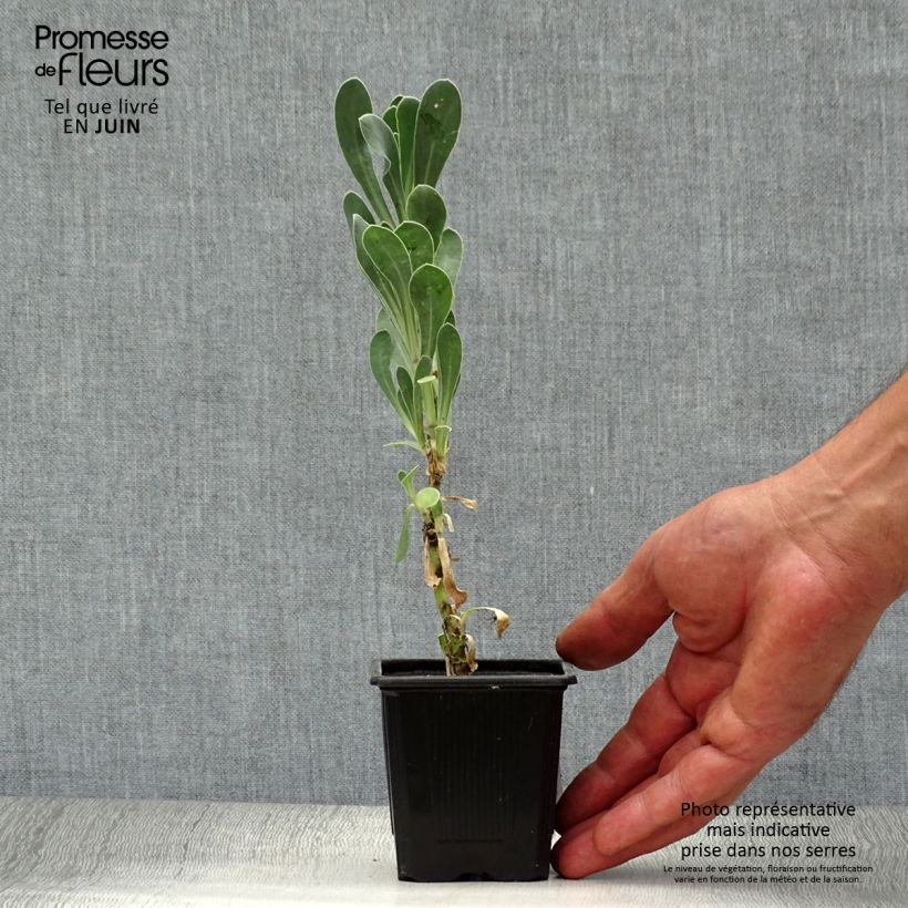 Esemplare di Othonna cheirifolia - Hertia a foglie di violacciocca Vasetto da 8/9 cm consegnato in estate