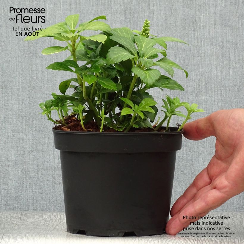 Esemplare di Pachysandra terminalis Green Carpet Vaso da 2L/3L consegnato in estate