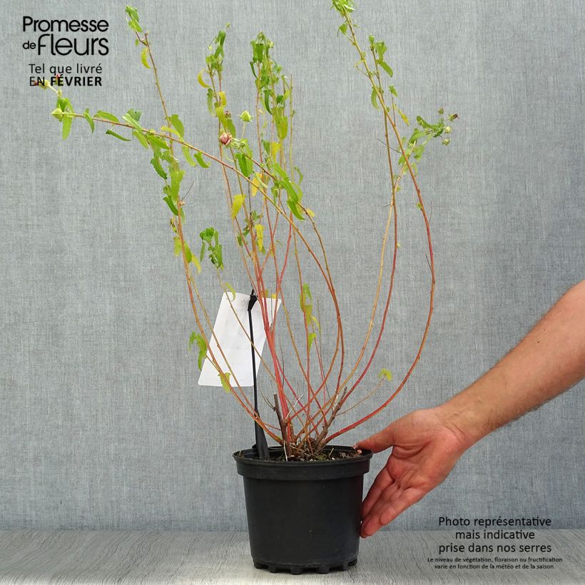 Esemplare di Pavonia hastata - Paulonia Vaso da 2L/3L come consegnato in autunno