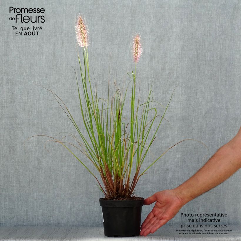 Esemplare di Pennisetum alopecuroïdes Cassian Vaso da 2L/3L consegnato in estate
