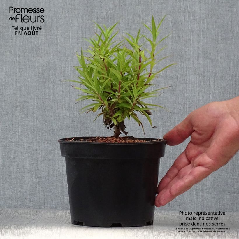 Esemplare di Penstemon Blackbird Vaso da 2L/3L consegnato in estate