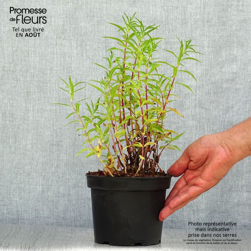 Esemplare di Penstemon Sour Grapes Vaso da 2L/3L consegnato in estate