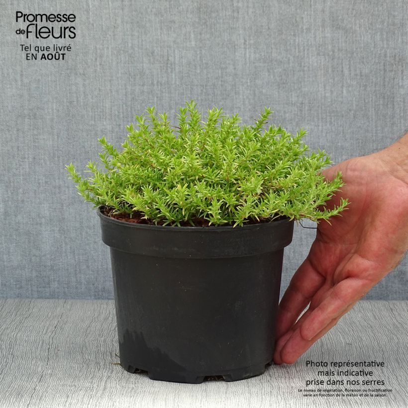 Esemplare di Phlox douglasii Lilac Cloud Vaso da 2L/3L consegnato in estate