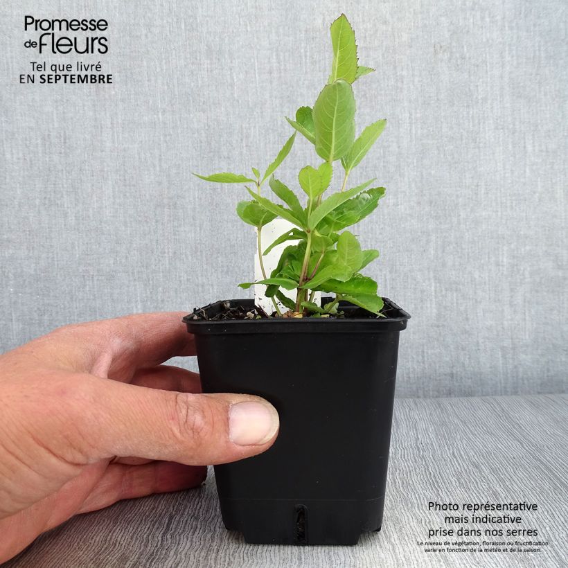 Esemplare di Platycodon grandiflorus Fuji Blue - Campanula cinese Vasetto da 8/9 cm come consegnato in autunno