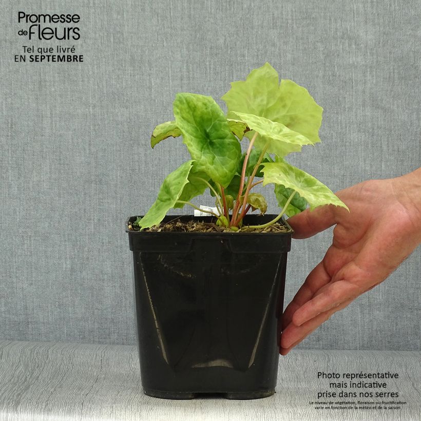 Esemplare di Podophyllum Spotty Dotty - Podofillo Vaso da 3L/4L come consegnato in autunno