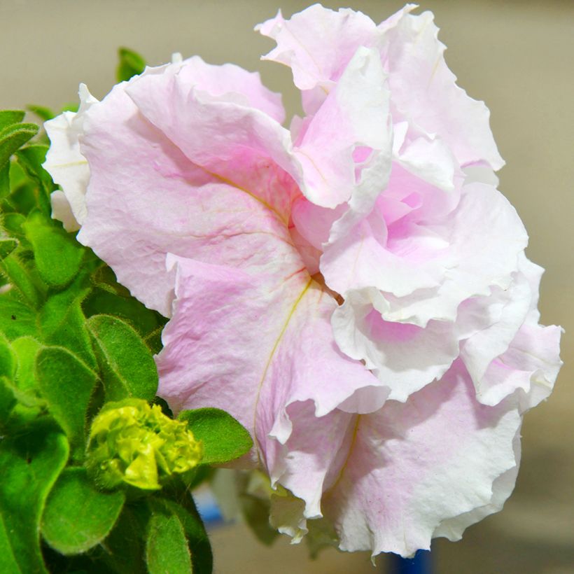 Petunia Cascade Pink Orchid Mist (Fioritura)