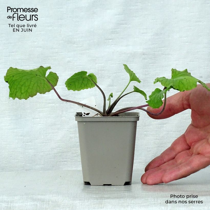 Esemplare di Pachyphragma macrophyllum Vasetto da 8/9 cm consegnato in estate