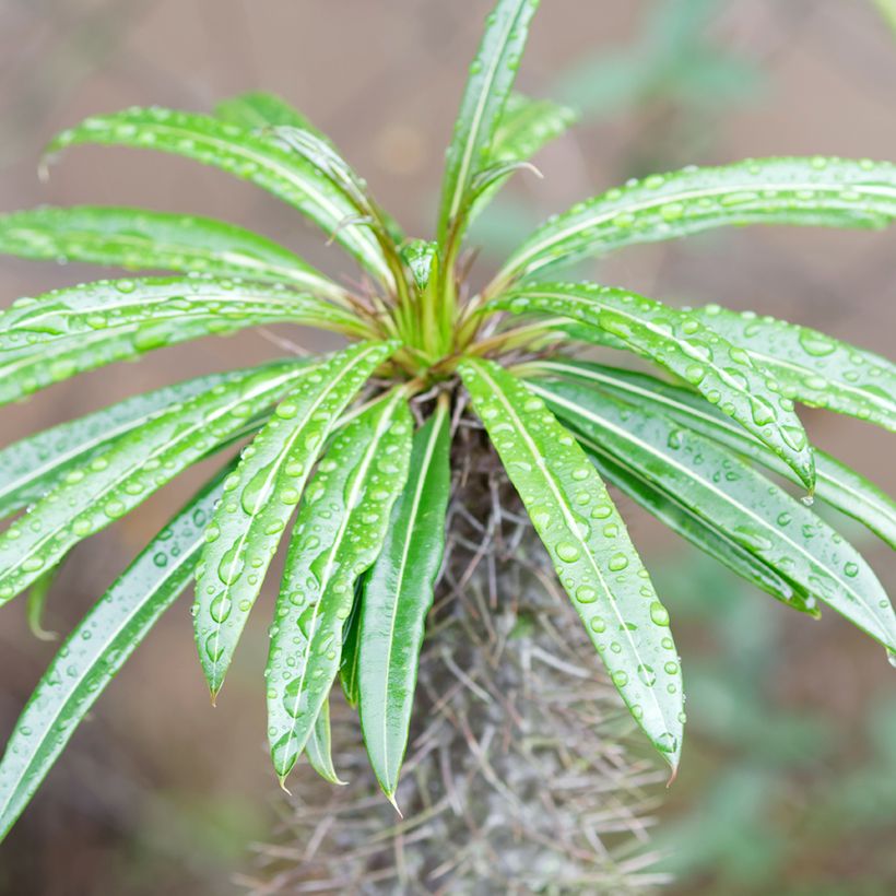 Palma del Madagascar - Pachypodium lamerei (Fogliame)