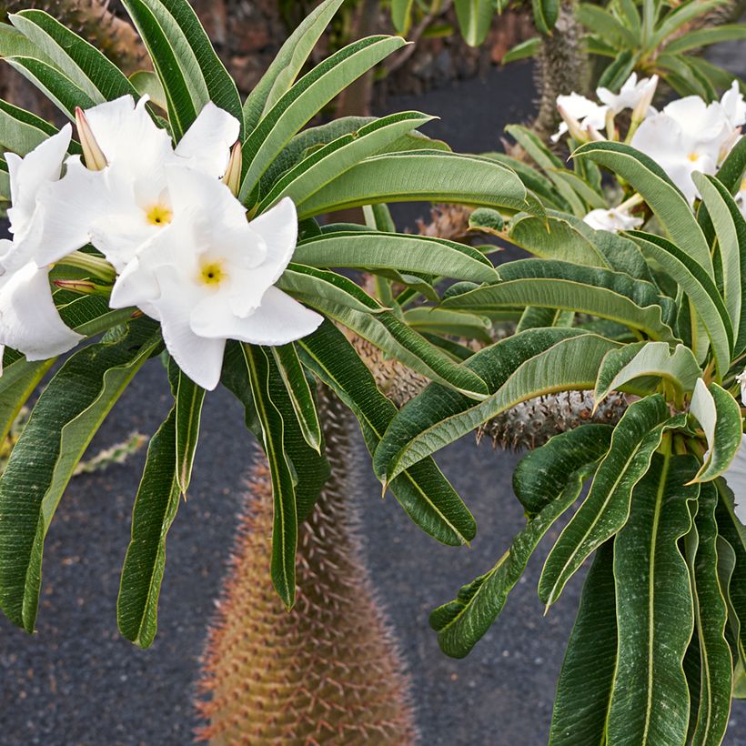Palma del Madagascar - Pachypodium lamerei (Fioritura)