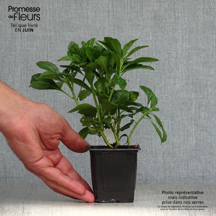 Esemplare di Pachysandra terminalis Green Carpet Vasetto da 8/9 cm consegnato in estate