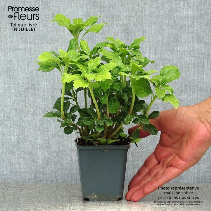 Esemplare di Pachysandra terminalis Green Sheen Vasetto da 8/9 cm consegnato in estate