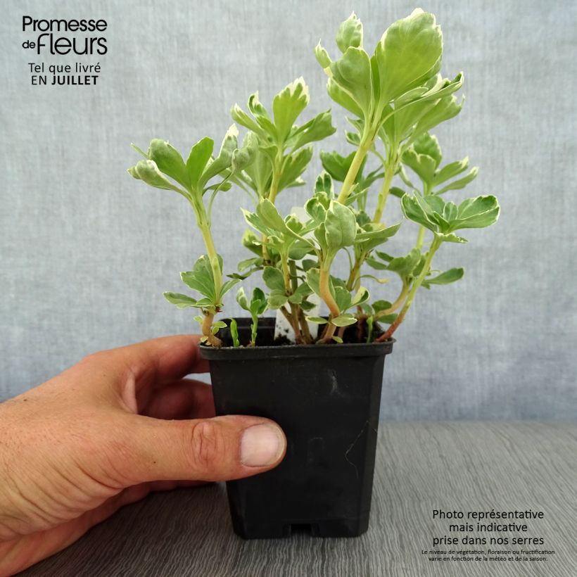 Esemplare di Pachysandra terminalis Variegata Vasetto da 8/9 cm consegnato in estate