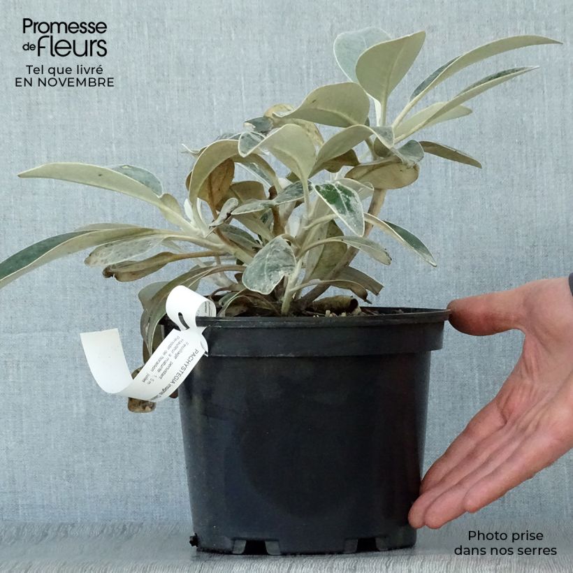 Esemplare di Pachystegia insignis Daizea Hardec Vaso da 2L/3L come consegnato in autunno