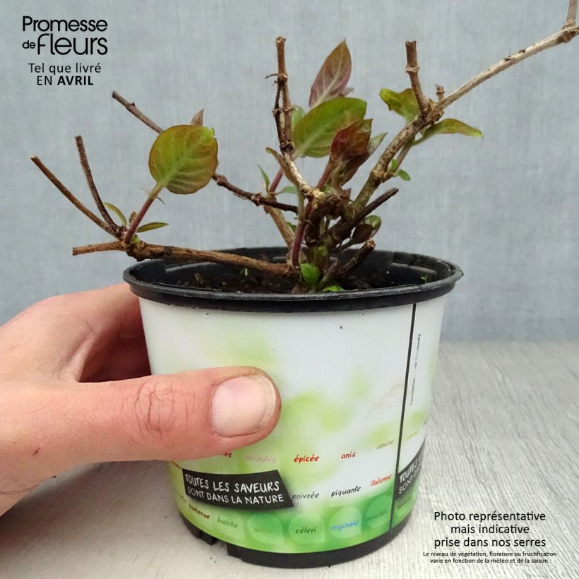 Paederia lanuginosa - Erba formaggio Vaso da 1L/1,5L esemplare consegnato in primavera