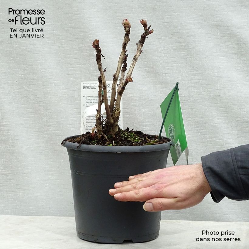 Peonia arborea Juan Ye Hong Vaso da 7,5L/10L esemplare consegnato in inverno