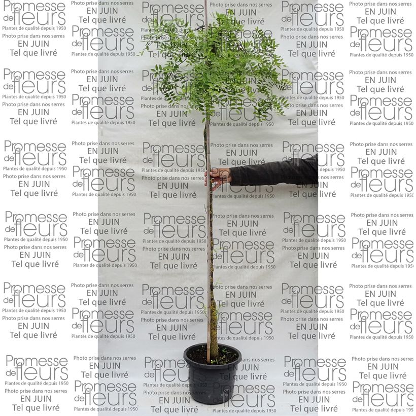 Esempio di esemplare Sophora japonica Pendula Vaso da 20L/25L come consegnato