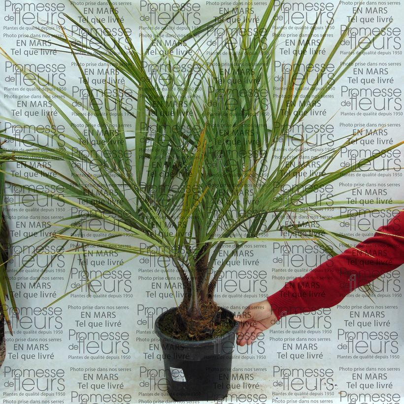 Esempio di esemplare Butia capitata - Palma della gelatina Vaso da 7,5L/10LAltezza consegnata circa 40/60cm come consegnato