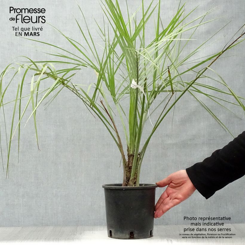Butia capitata - Palma della gelatina Vaso da 2L/3LAltezza consegnata circa 30/40cm esemplare consegnato in primavera