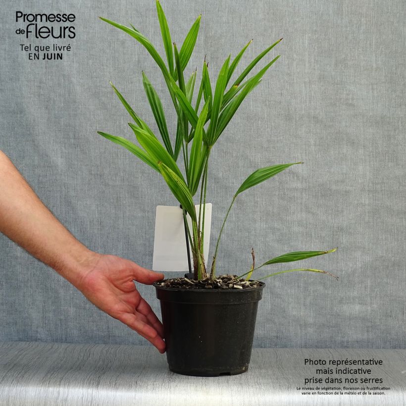 Esemplare di Trachycarpus fortunei - Palma di Fortune Vaso da 2L/3L consegnato in estate